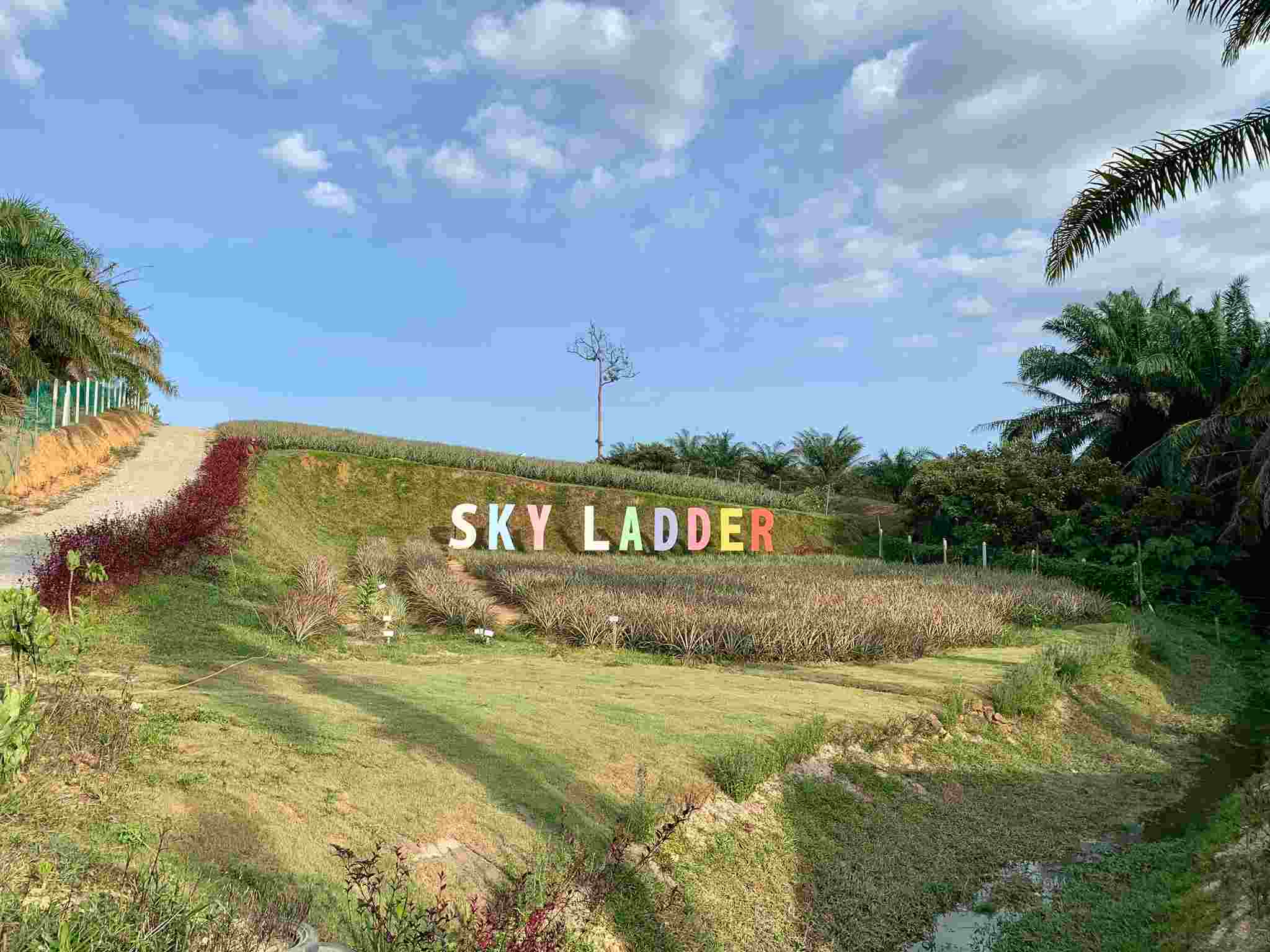 Sky Ladder Pineapple Farm
